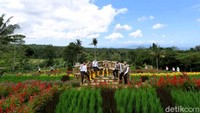 Destinasi ini juga menjadi tempat edukasi pertanian, sekaligus lahan percobaan/demplot. Yang terbaru, ada 33 varietas melon dikembangkan, termasuk melon chamoe, varietas melon asli Korea yang jadi primadona di Indonesia. Namun untuk pembukaannya masih menunggu kebijakan pemerintah pusat dan daerah. Ardian Fanani/detikcom