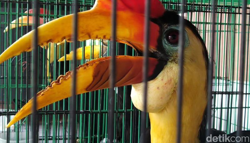Lima ekor burung Rangkong atau Enggang Julang Jambul Hitam dan satu ekor Burung Elang Ikan Kepala Kelabu diamankan bersama seorang tersangka berinisial S, yang merupakan warga Samarinda.