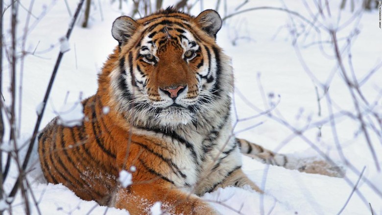 Penjaga Kebun Binatang Diserang Harimau Pengunjung Ketakutan