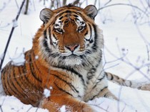 Jika Bertarung, Singa atau Harimau yang Menang?