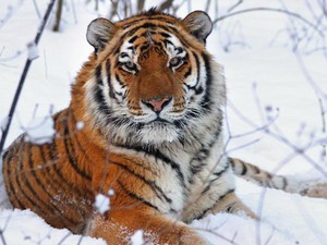 Keunikan dan Terancamnya Harimau Siberia, Si Raja Kucing