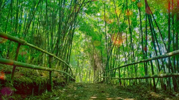 Hutan bambu ini bukan di Kyoto, Jepang. Hutan bambu ini tumbuh secara alami di Kawasan Bukit Mbah Garut. Lokasinya ada di Kelurahan Cisurupan, Kecamatan Cibiru, Kota Bandung.