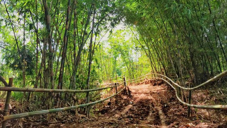 Hutan Bambu di Kawasan Bukit Mbah Garut yang ada di Kelurahan Cisurupan, Kecamatan Cibiru, Kota Bandung.