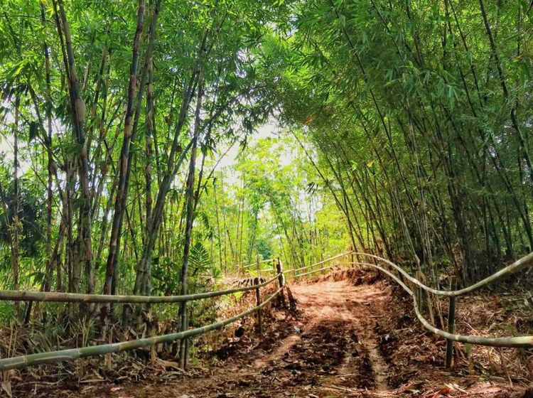 Foto: Hutan Bambu ala Kyoto Jepang, Tapi Ini di Bandung