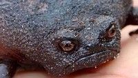 Saat musim kawin, katak betina akan mengeluarkan zat lengket di punggungnya. Fungsi cairan lengket ini adalah menjaga sang jantan supaya tidak jatuh. (thewondersofthenatrual/Instagram)