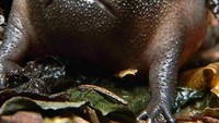 Uniknya lagi saat katak ini merasa terganggu atau terancam, dia akan menggembung atau memperbesar tubuhnya. Dan akan bertingkah lebih agresif. (critter_friend_facts/Instagram)