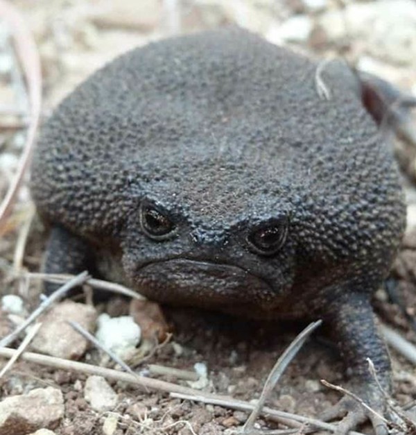 Katak hitam ini bisa kamu temukan di lereng Cape Fold Belt, perbukitan pasir yang berada di Afrika Selatan. Katak ini hidup diketinggain lebih dari 1.000 mdpl. (critter_friend_facts/Instagram) Katak hitam ini bisa kamu temukan di lereng Cape Fold Belt, perbukitan pasir yang berada di Afrika Selatan. Katak ini hidup diketinggain lebih dari 1.000 mdpl. (critter_friend_facts/Instagram)