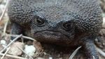 Potret Katak Afrika yang Tampangnya Ngegas Terus