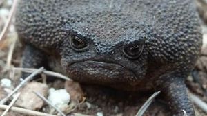 Potret Katak Afrika yang Tampangnya Ngegas Terus