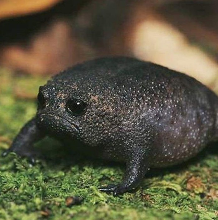 katak hitam afrika