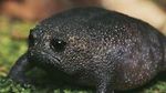 Potret Katak Afrika yang Tampangnya Ngegas Terus
