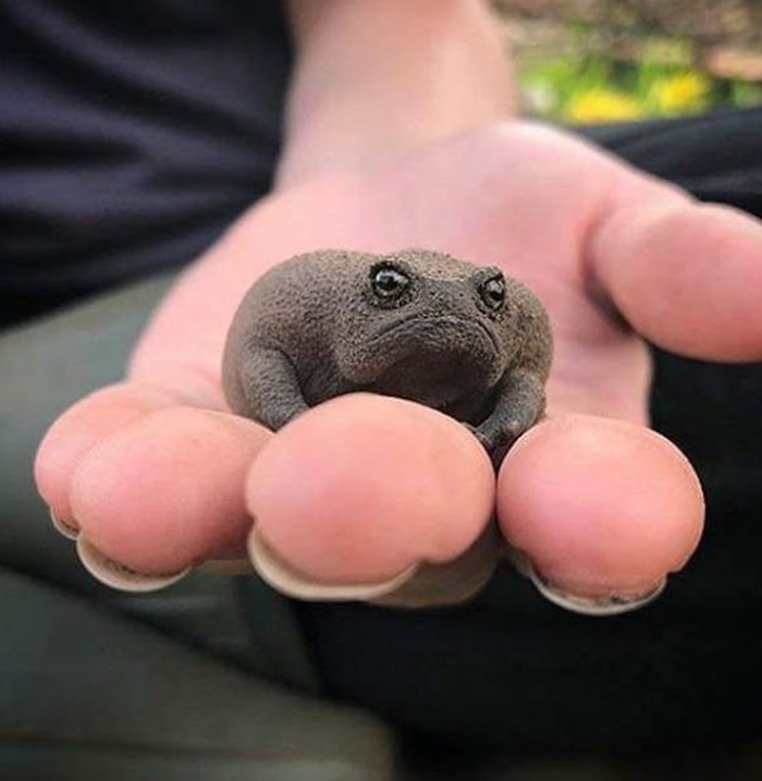 katak hitam afrika katak hitam afrika