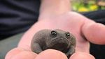 Potret Katak Afrika yang Tampangnya Ngegas Terus