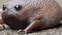 Jika kita perhatikan, bentuk tubuh katak hitam hitam mirip alpukat. Permukaan kulitnya kasar dengan adanya tonjolan diseluruh tubuhnya. Bentuk tubuhnya sangat mendukung untuk hidup di dalam tanah berpasir atau gurun. (thewondersofthenatrual/Instagram)