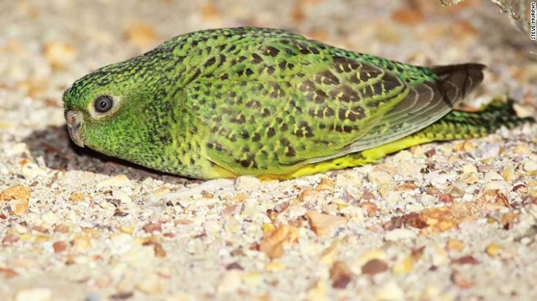 Night Parrot Night Parrot