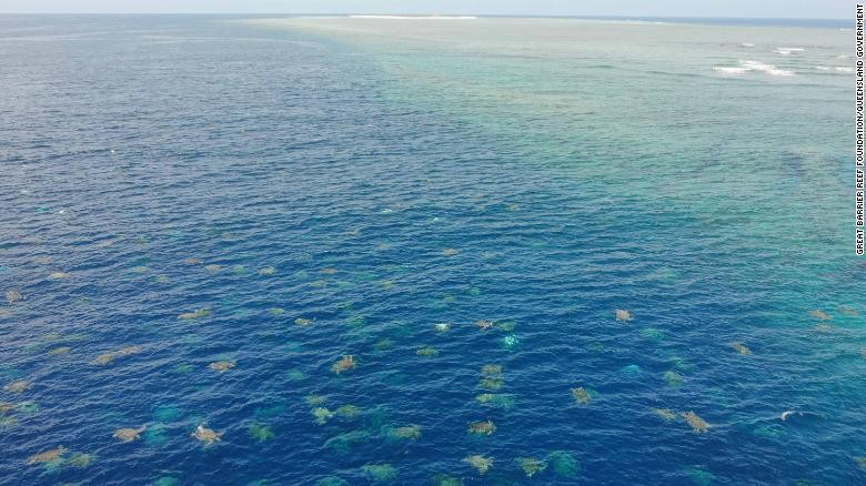 Penyu hijau di Great Barrier Reef Penyu hijau di Great Barrier Reef