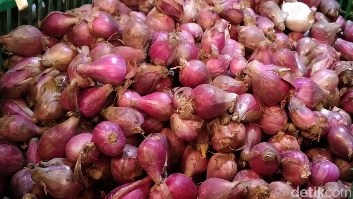 harga bawang merah hari ini di malaysia  Bernadette Churchill