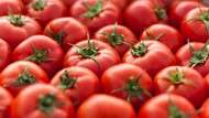 Rutin Makan Tomat Bisa Memperbaiki Sperma, Benarkah?