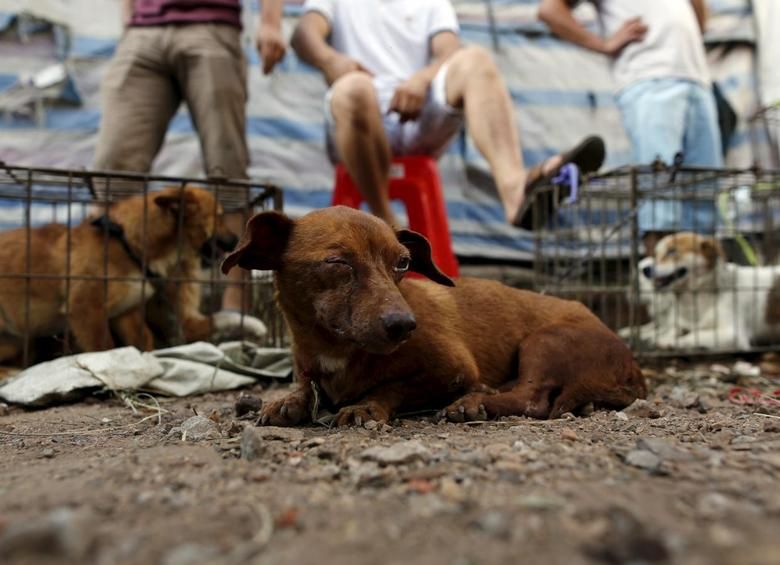 Penganiayaan Anjing di Bali, Ada Mitos Daging Anjing Lebih Enak Jika