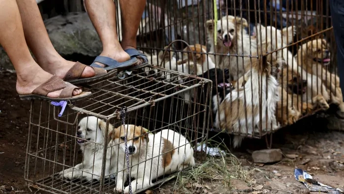 Festival Daging Anjing di Yulin Festival Daging Anjing di Yulin