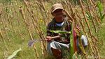 Hama Tikus Serang Kebun Jagung Siap Panen