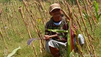 Suwarno (52) petani Dusun Nglumpang, Desa Gembyungan, Kecamatan Randublatung alih - alih mendapat untung saat panen raya jagung, tanaman jagungnya juga habis dihajar tikus - tikus hutan. 