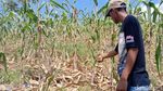 Hama Tikus Serang Kebun Jagung Siap Panen