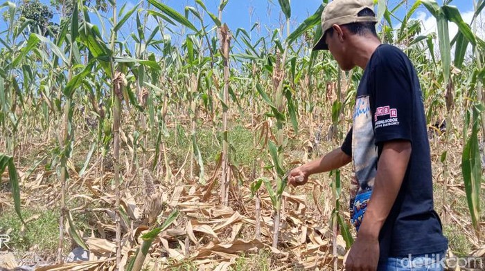 Jagung hama tikus Ibarat jatuh tertimpa tangga, itu adalah gambaran nasib nahas yang dialami petani jagung di daerah Blora Selatan. Sudah ekonomi hancur terdampak virus Corona (COVID -19), tanaman mereka juga hancur dimangsa tikus.