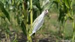 Hama Tikus Serang Kebun Jagung Siap Panen