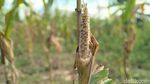 Hama Tikus Serang Kebun Jagung Siap Panen
