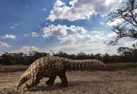 karya juara Sony World Photography Awards 2020