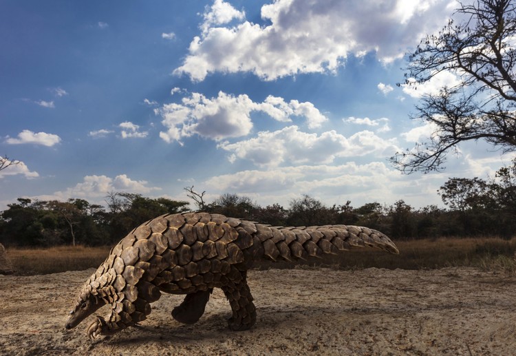 karya juara Sony World Photography Awards 2020 karya juara Sony World Photography Awards 2020