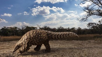 Kategori Natural World and Wildlife dimenangkan oleh Brent Stirton dengan karya berjudul Pangolins in Crisis 1. Foto: Brent Stirton/Sony World Photography Awards 2020