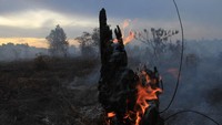 Kebakaran lahan gambut ini terjadi sejak sepekan terakhir.