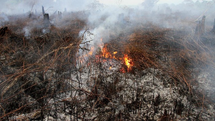 Kobaran api menyala dari lahan gambut yang terbakar di Desa Peunaga Cut Ujong, Meureubo, Aceh Barat, Aceh, Rabu (10/6/2020). Kebakaran lahan gambut yang terjadi sejak sepekan terakhir terus meluas yang diakibatkan angin kencang disertai suhu udara panas. ANTARA FOTO/Syifa Yulinnas/foc.