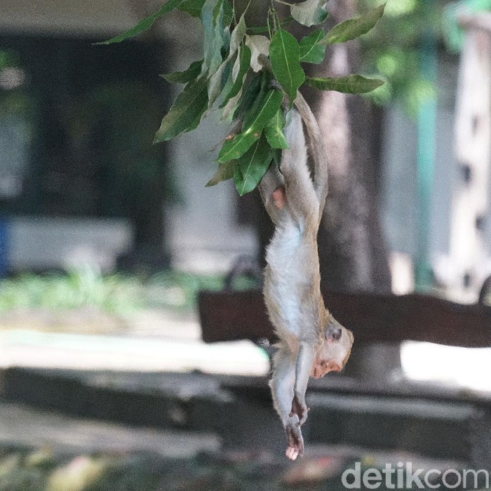 Monyet Taman Balekambang Solo kelaparan cari makan