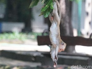 Dampak Penutupan, Monyet Taman Balekambang Solo Kelaparan Serbu Permukiman