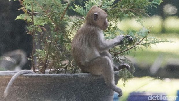 Monyet Taman Balekambang Solo kelaparan cari makan
