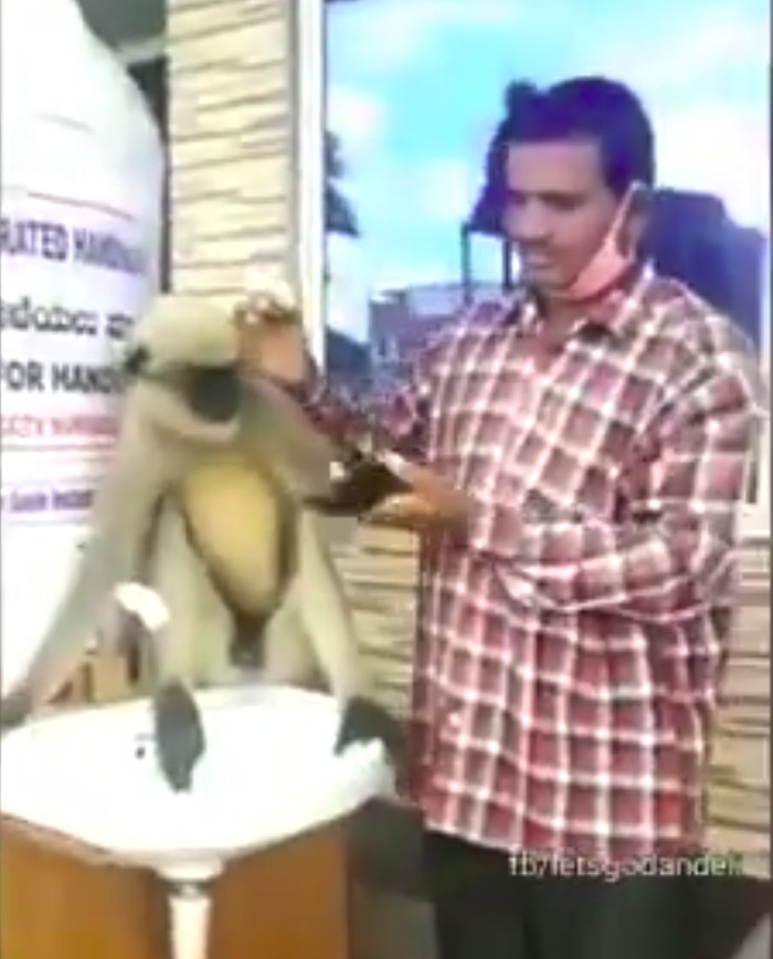 Monyet Terluka di India