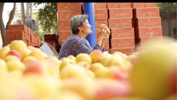 Nenek Jual Buah Aprikot Online