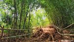 Hutan Bambu Mirip Kyoto di Bandung
