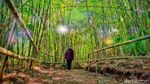 Hutan Bambu Mirip Kyoto di Bandung