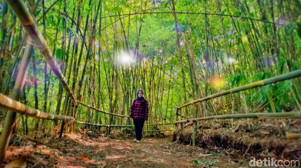 Berlokasi di Kawasan Bukit Mbah Garut, Cisurupan, Cibiru, Kota Bandung, hutan bambu ditata dengan rapi oleh Dinas Pekerja Umum Kota Bandung agar bisa menjadi spot foto yang cantik. (Wisma Putra/detikcom)