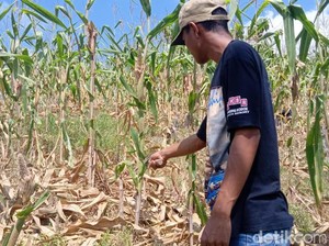 Curhat Petani di Blora: Orangnya Diserang Virus, Tanaman Diserbu Tikus