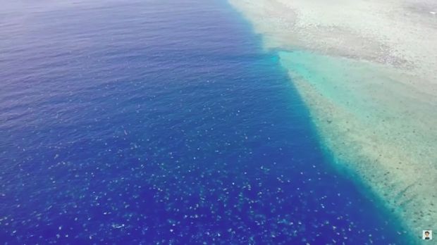 Penyu di Great Barrier Reef