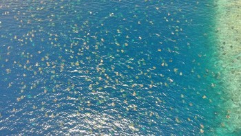 Melalui akun Twitter Queensland Environment, pemerintah Queensland memposting foto-foto dan video yang memperlihatkan ada sekitar 64 ribu penyu hijau yang bersarang di penangkaran mereka di Pulau Raine. Foto: Great Barrier Reef Foundation/Queensland Government