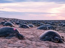 Gemasnya Ribuan Bayi Penyu Difoto dari Drone