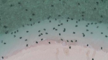 Penyu hijau adalah spesies terancam punah karena berbagai faktor. Jadi para ilmuwan mengawasi populasi mereka dengan harapan bisa membantu spesies ini bertahan hidup. Foto: Great Barrier Reef Foundation/Queensland Government