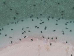 Gemasnya Ribuan Bayi Penyu Difoto dari Drone