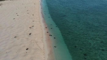 Teknologi drone membantu para ilmuwan membandingkan jumlah penyu. Selain meningkatkan akurasi, penghitungan kini bisa dilakukan jauh lebih cepat sehingga menghemat banyak waktu di lapangan dan meminimalkan dampak potensial pada alam dalam proses pengawasan populasinya. Foto: Great Barrier Reef Foundation/Queensland Government